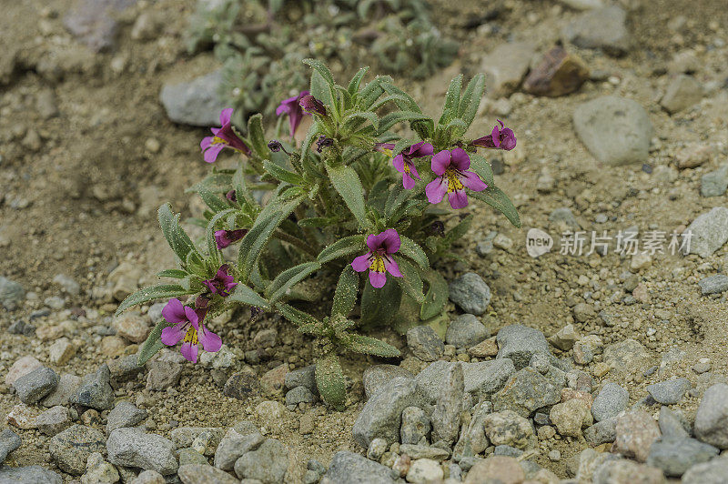 矮猴花(Mimulus nanus varh . mephiticus)是一种黄色和紫色的花，生长在绿河地区，鸟谷部国家森林。微孔竹变种。加州。